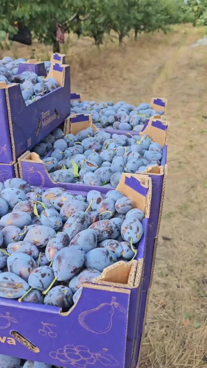 Fresh Moldovan plums