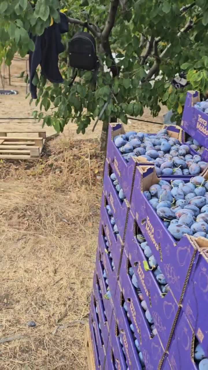 Terra Moldova crates in the orchard